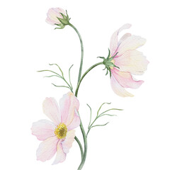 Bouquet of pink and white Cosmea flowers. Cosmos bipinnatus. Isolated hand drawn watercolor illustration of Mexican aster. Summer floral design for wedding invitations, cards, textiles, wrapping paper