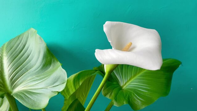 Close-up of a white calla lily flower on a background of Tiffany color