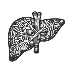 intricate botanical illustration of a human liver, creatively depicted with leaf-like patterns and vascular branches sketch engraving generative ai raster illustration. Black and white image.