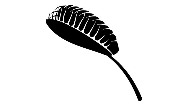 Venus flytrap (Dionaea muscipula), , black isolated silhouette
