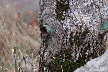 A rustic iron pipe protrudes from a tree trunk blanketed with moss, blending industry with nature....