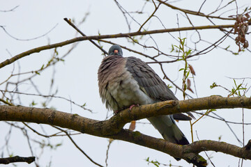 a wild pigeon standing on a tree branch.