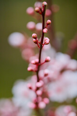 abstract landscape with spring flowers in blurred background.