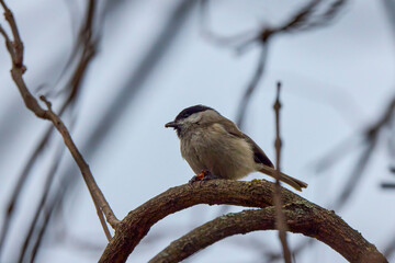 (Parus major) in winter looking for food through the trees.
