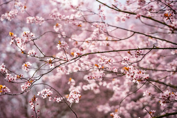 Beautiful spring background with pink flowers of cherry tree in spring time in Prague park