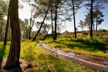 Camino del Piquillo