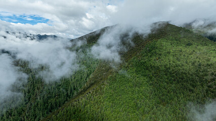 Beautiful high altitude forest mountain landscape in the fog