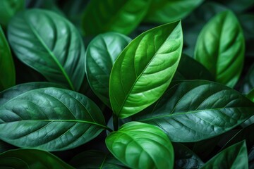 Obraz premium Bright spring greenery nature professional photography