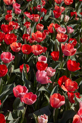 Tulip flowers and field in red and pink colors texture background in spring sunlight - 761360555