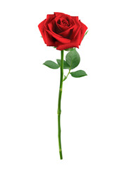 Red roses, Valentines day concept, transparent background