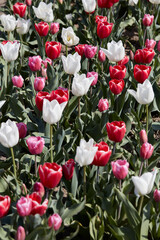 Tulip flowers in red, white and pink colors texture background in spring sunlight - 761360590
