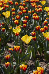 Tulip flowers in yellow and red colors and field in spring sunlight - 761360761