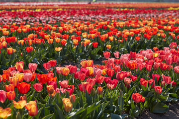 Tulip flowers rows in red, pink and yellow colors texture background and field in spring sunlight - 761360768