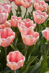 Tulip Salmon Impression, pink flowers in spring sunlight - 761360914