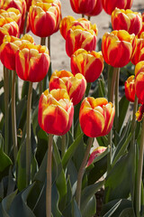 Tulip Rambo flowers in red and yellow colors in spring sunlight - 761360962