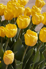Tulip yellow flowers in spring sunlight - 761360983