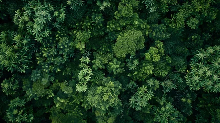 Fotobehang Aerial view of a dense green forest canopy, ideal for nature themes. © Vladimir