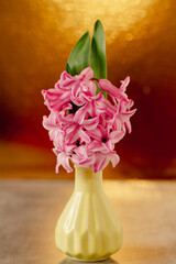 Pink hyacinth in a small vase on bright golden background
