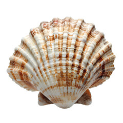 Obraz premium Seashell PNG. Sea shell isolated. Salt water shell PNG