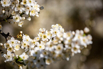 A pretty blackthorn bush laden with blossom, with a shallow depth of field