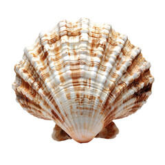 Obraz premium Seashell PNG. Sea shell isolated. Salt water shell PNG