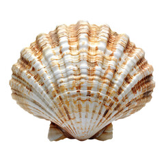 Obraz premium Seashell PNG. Sea shell isolated. Salt water shell PNG