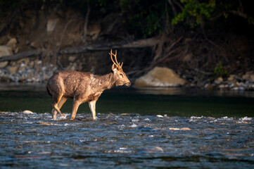 wild male sambar deer or rusa unicolor side profile walking in fast flowing ramganga river water in winter morning light at dhikala zone of jim corbett national park forest reserve uttarakhand india