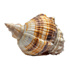 Obraz premium Seashell PNG. Sea shell isolated. Salt water shell PNG