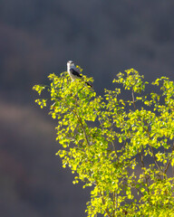 black winged shouldered kite or elanus caeruleus bird a small raptor and hunter perched high on natural green leaves tree in scenic background during safari in winter migration at forest of india - 761366123