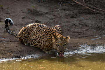Indian wild female leopard or panther or panthera pardus quenching thirst or drinking water from waterhole with eye contact during safari at jhalana forest reserve jaipur rajasthan india asia