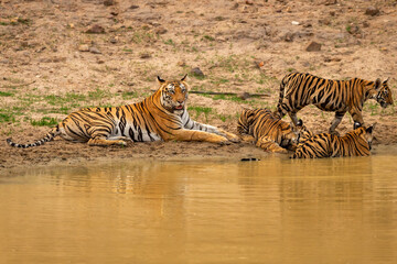 wild female tiger or mother tigress or panthera tigris in motherhood days with three new born cubs near natural waterhole in hot summer season safari at bandhavgarh national park madhya pradesh india - 761366965
