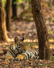 indian wild male bengal tiger or panthera tigris fine art closeup or portrait in summer season safari in dry forest background at bandhavgarh national park reserve umaria madhya pradesh india asia