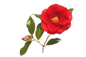bright red flowers of camellia  isolated on a white  background