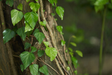 Close up of nature leaves, branches with selective focus. Background, backdrop with copy space.