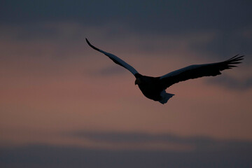Obraz premium 羅臼の日の出と野鳥