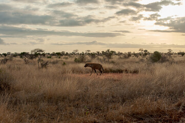 Fototapeta premium yenas roam the Masai Mara