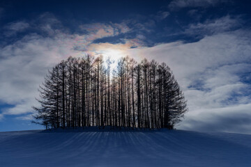 《北海道の絶景》冬のマイルドセブンの丘の彩雲