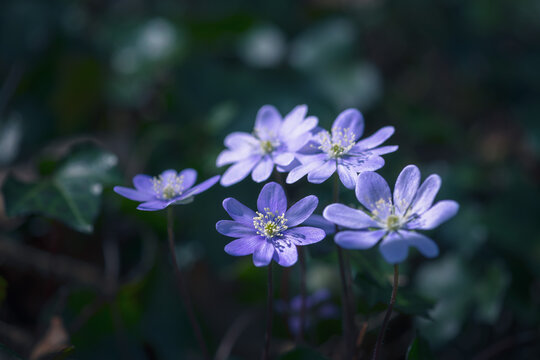 Anemone hepatica ( Hepatica nobilis ) in the forest, early spring. Blur effect with shallow depth of field