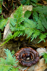 Fern leaves, mushroom in the forest