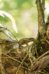 Himalayan striped squirrel eating in a tree