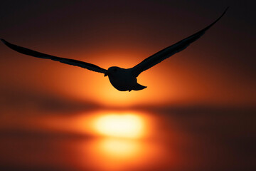 羅臼の日の出と野鳥