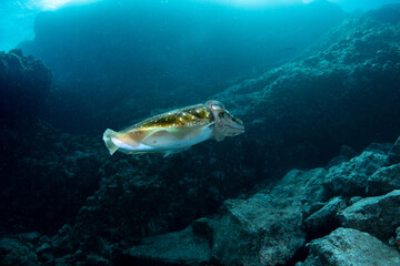 Common cuttlefish (Sepia officinalis) Tenerife, Canary Islands, Spain