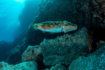 Common cuttlefish (Sepia officinalis) Tenerife, Canary Islands, Spain