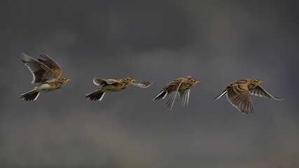 Feldlerche // Eurasian skylark (Alauda arvensis) 