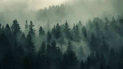 Papier peint photo  Dawn in the Foggy Forest  © XtravaganT