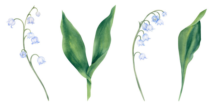 Watercolor set of spring flowers, lilies of the valley on a white background. Hand-painted illustration. Primroses, forest plants, branches, leaves and buds. Template for printing and design.