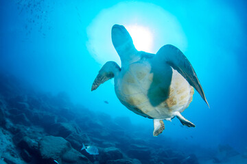 Green turtle (Chelonia mydas), Montana Amarilla in Tenerife, Canary Islands.