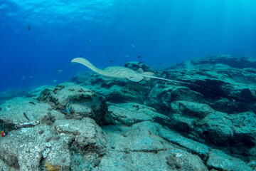 Bull ray (Aetomylaeus bovinus), Tenerife, Canary Islands.