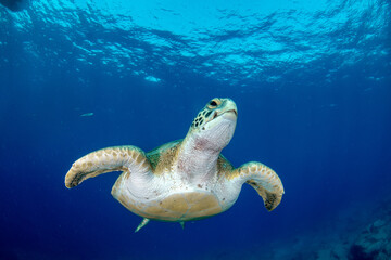 Obraz premium Green turtle (Chelonia mydas), Montana Amarilla in Tenerife, Canary Islands.