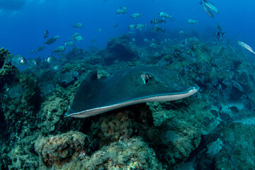 Fototapeta premium Round stingray, Taeniura grabata in Tenerife, Canary Islands, Spain.